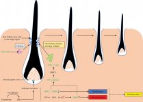 Follicolo autoimmune