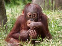 Depositphotos 62384545 stock photo orangutan baby sitting in grass