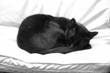 Black cat sleeping 4244 117