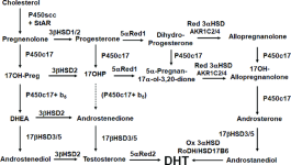The-backdoor-pathway-of-androgen-synthesis-Steroids-in-the-left-hand-column-the-D5.png