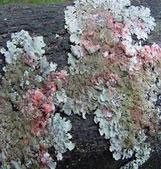 Il fungo Mortierella alpina che trasforma il GLA dell'olio di borragine in DGLA