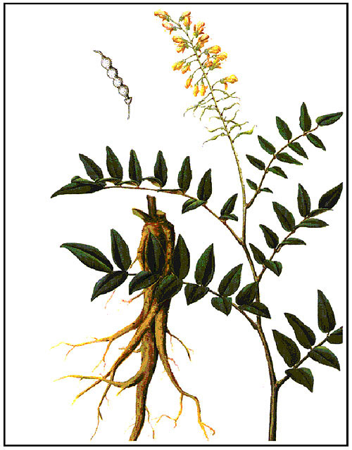 La pianta della Sophora flavescens