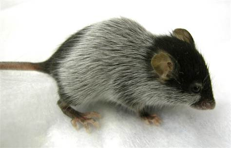 Un topo tansgenico con BCL-2 silenziata mostra cambio del pelo da scuro a bianco dopo 58 giorni di vita