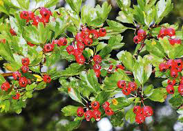 Frutti e foglie del Crataegus pinnatifida