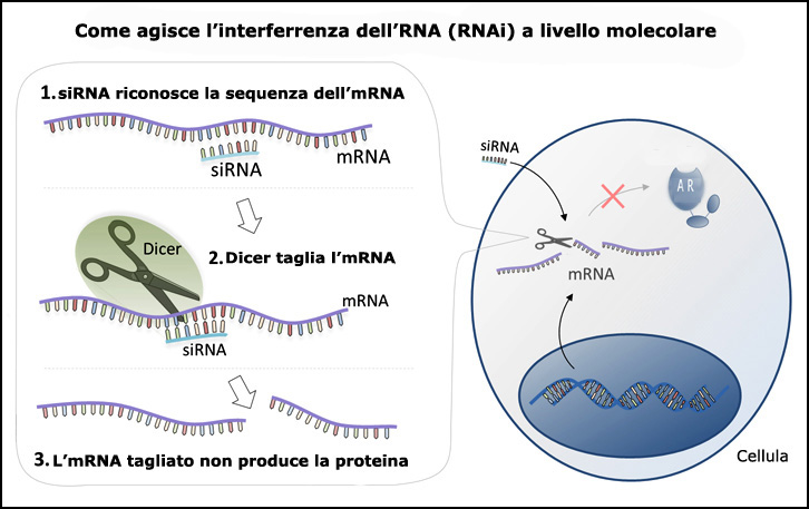 siRNA, Dicer nell'interferenza dell'RNA (RNAi)