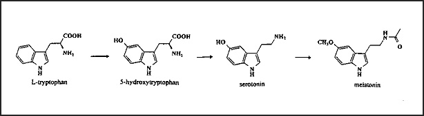 percorso di sintesi dal triptofano alla serotonina e da questa alla melatonina
