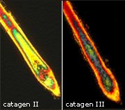 Catagen 2 3