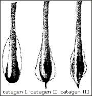 Catagen