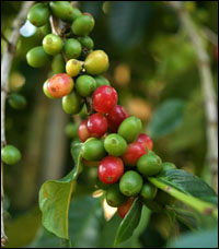 Caffe Verde (Coffea arabica) - acido clorogenico