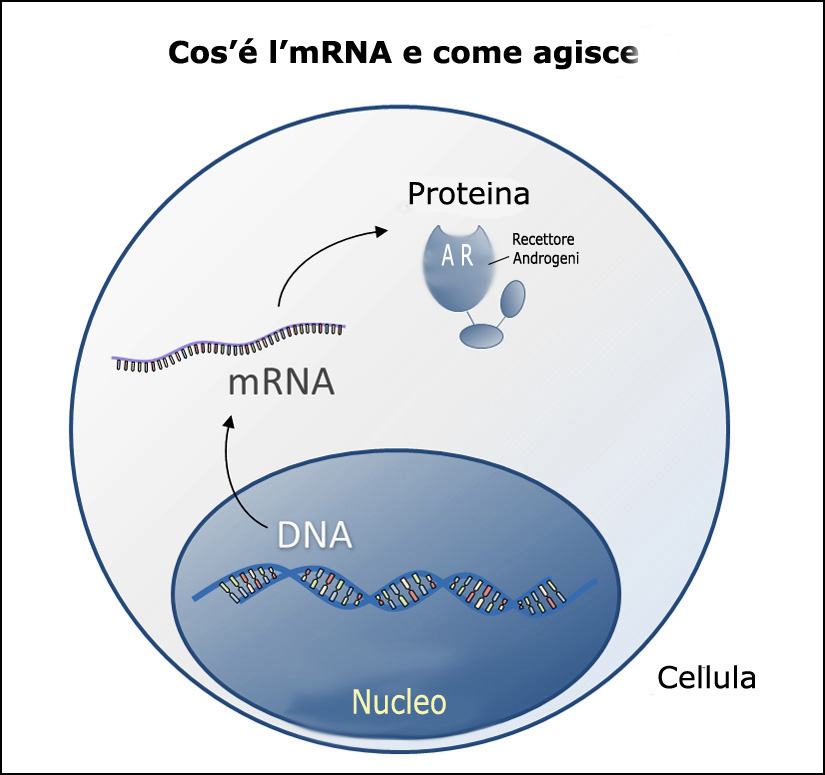 mRNA e recettore androgeni AR