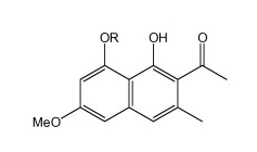 Il torachrysone l'attivo più potente contro la calvizie del Polygonum multiflorum o Fo-Ti o Shou Wu (in cinese)