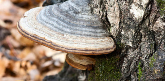 il fungo chaga rimedio naturale alla calvizie e alternativa al minoxidil