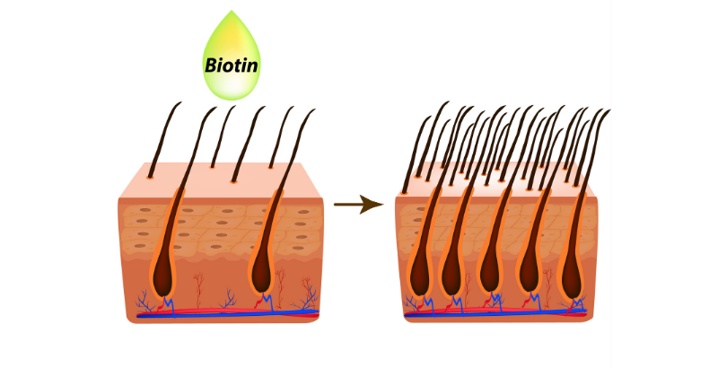 biotina_capelli