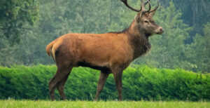 Esosomi Red Deer