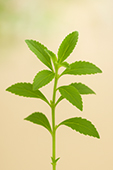 Stevia