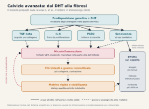 Calvizie avanzata